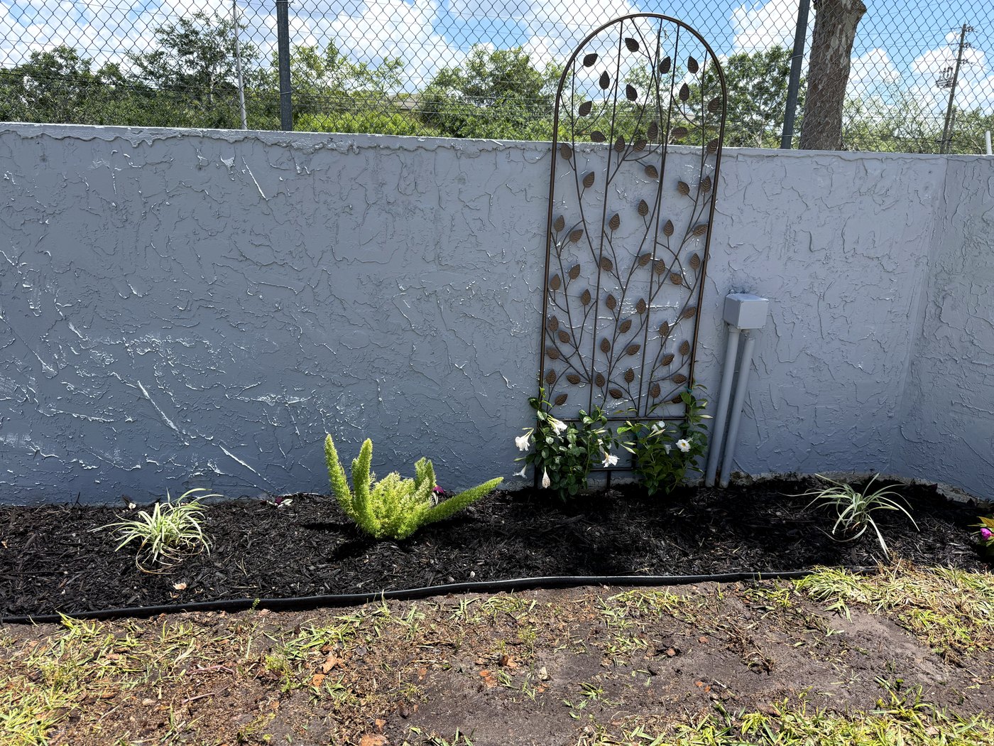 Trellis detail with newly planted vines and fresh mulch