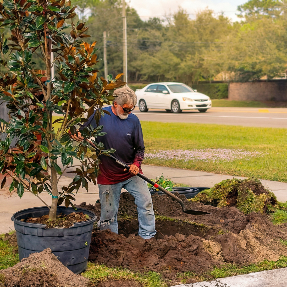 Community volunteer planting magnolia tree