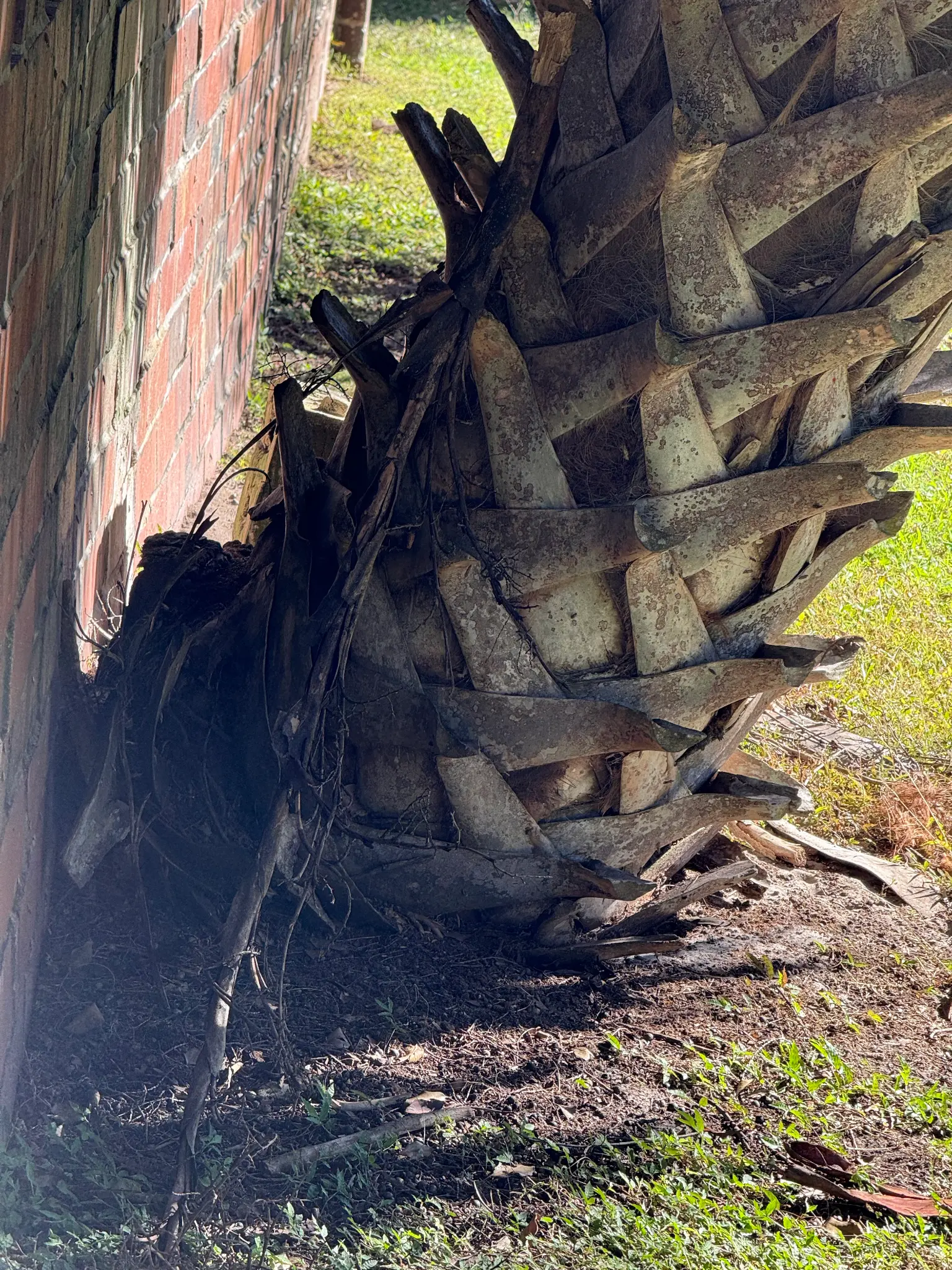 Palm tree base with roots