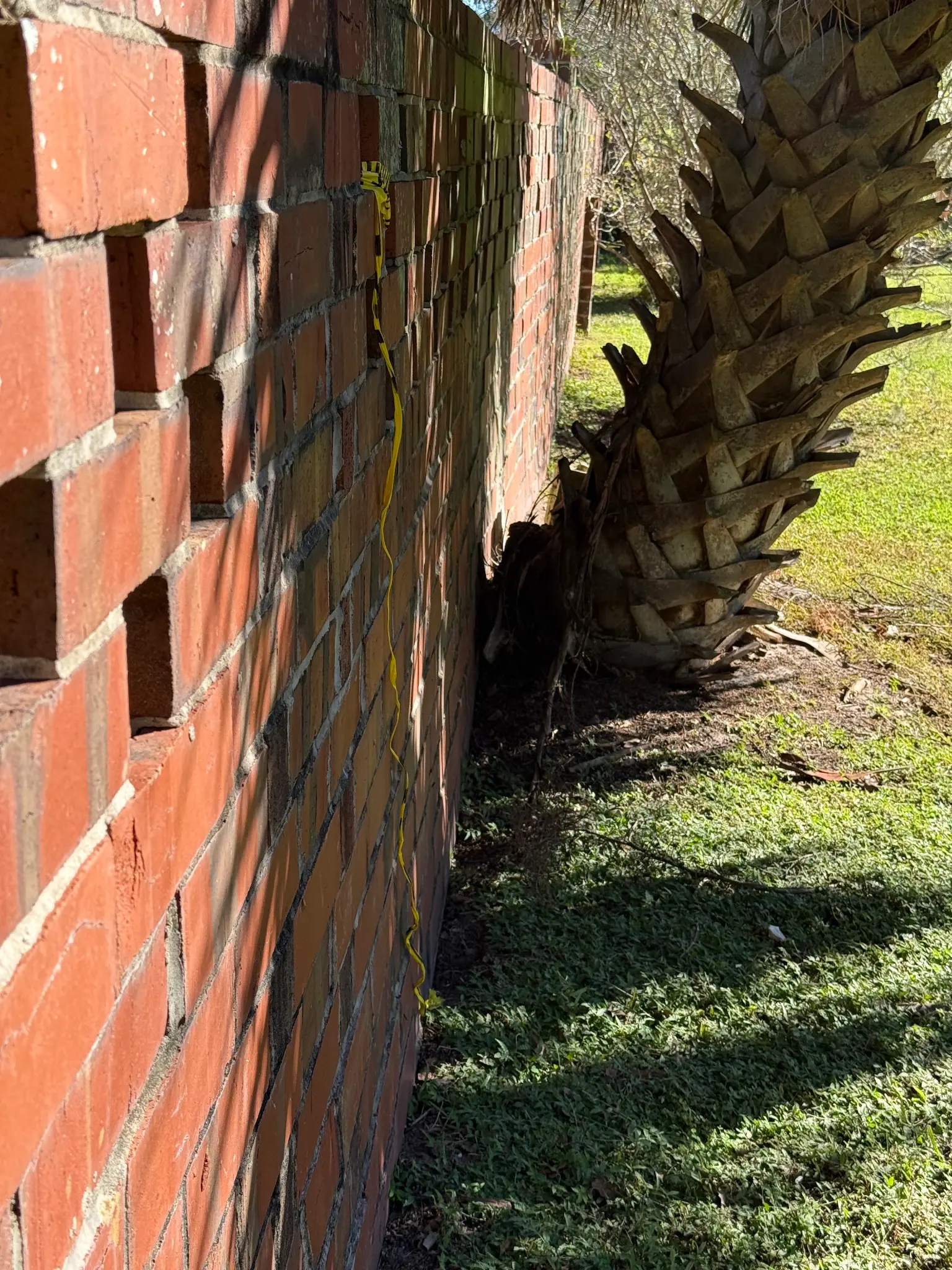 Palm tree trunk against wall