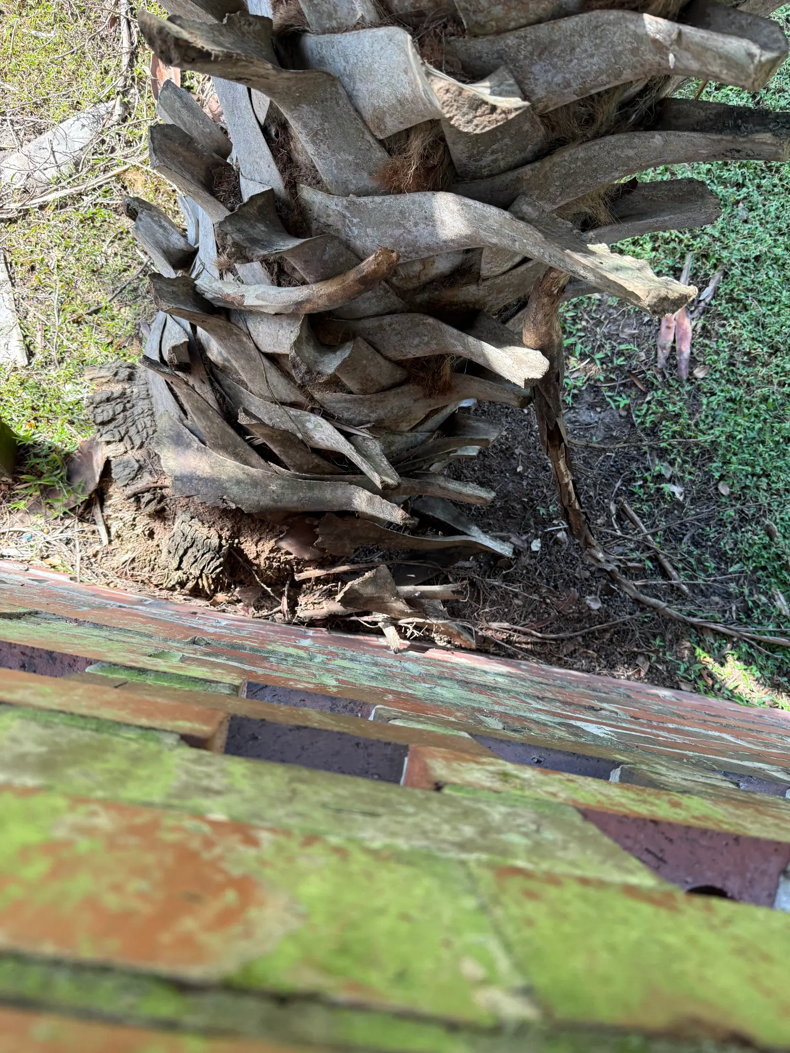 Palm tree trunk detail