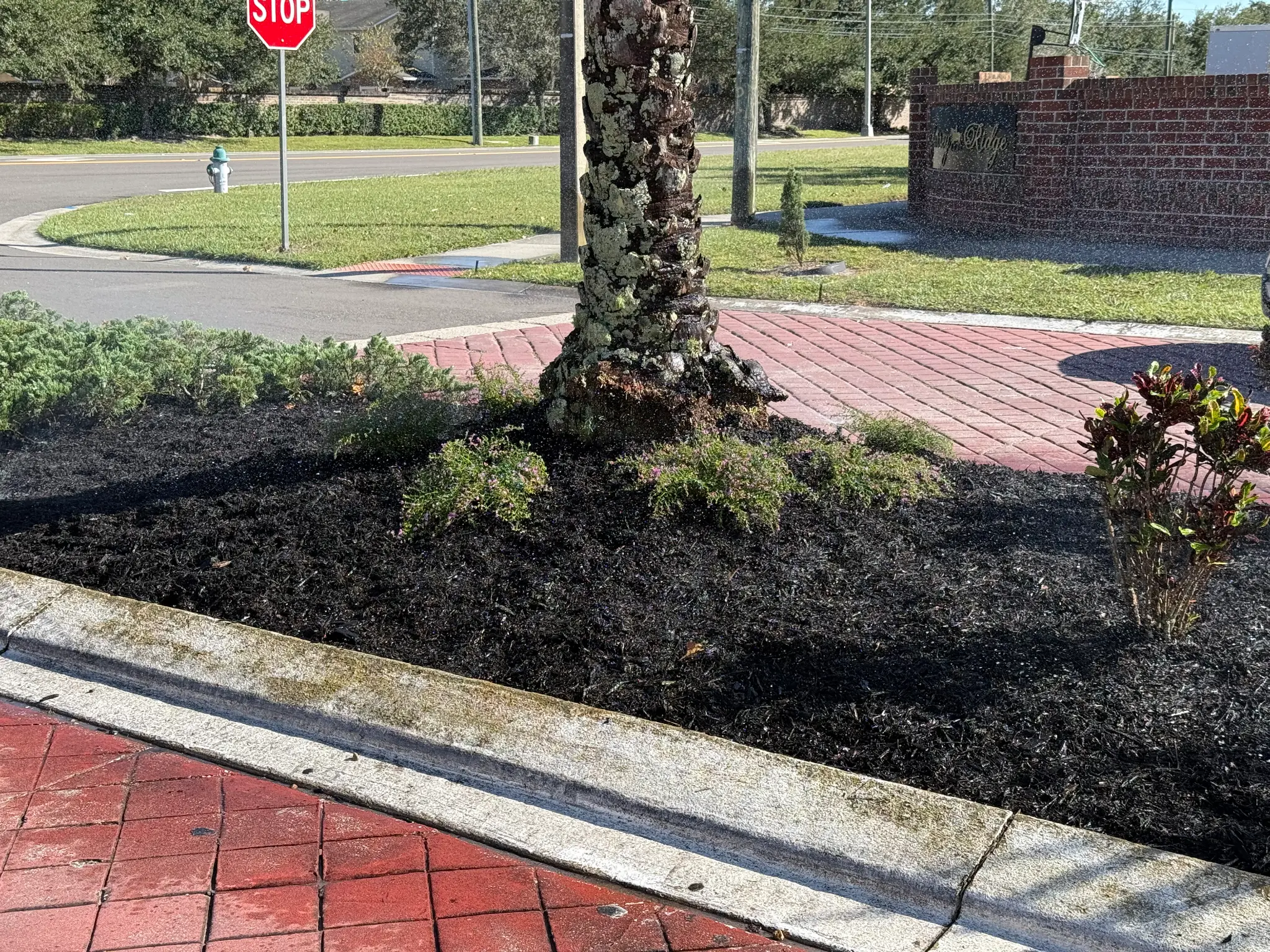 After: Fresh black mulch and healthy plantings