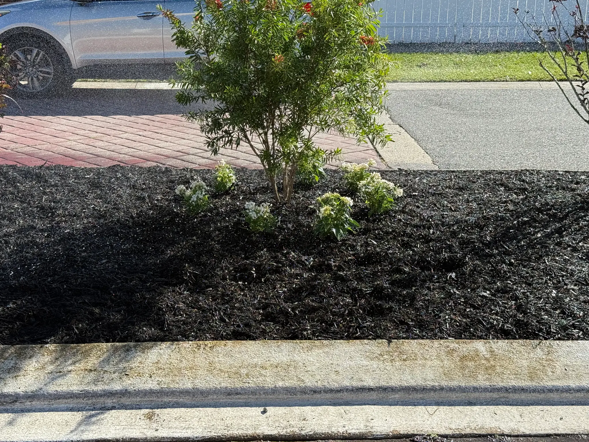 After: New plants with irrigation system