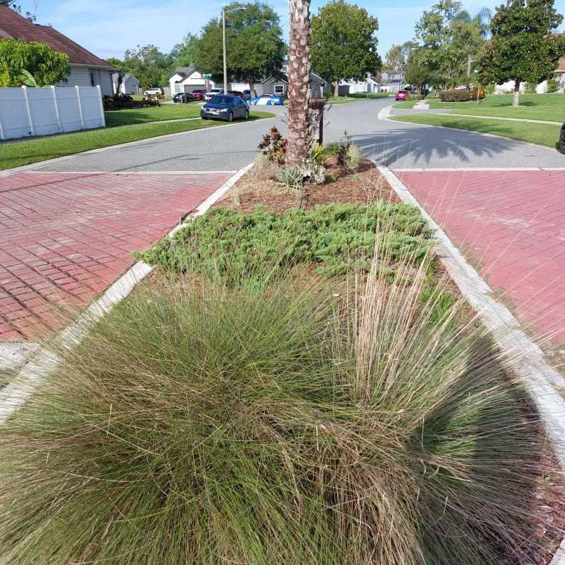 Before: Overgrown grasses and untrimmed palm
