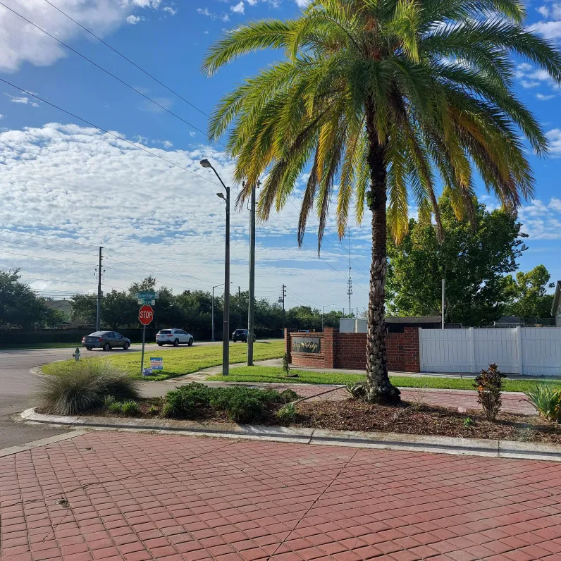Before: Neglected landscaping with untrimmed palm tree
