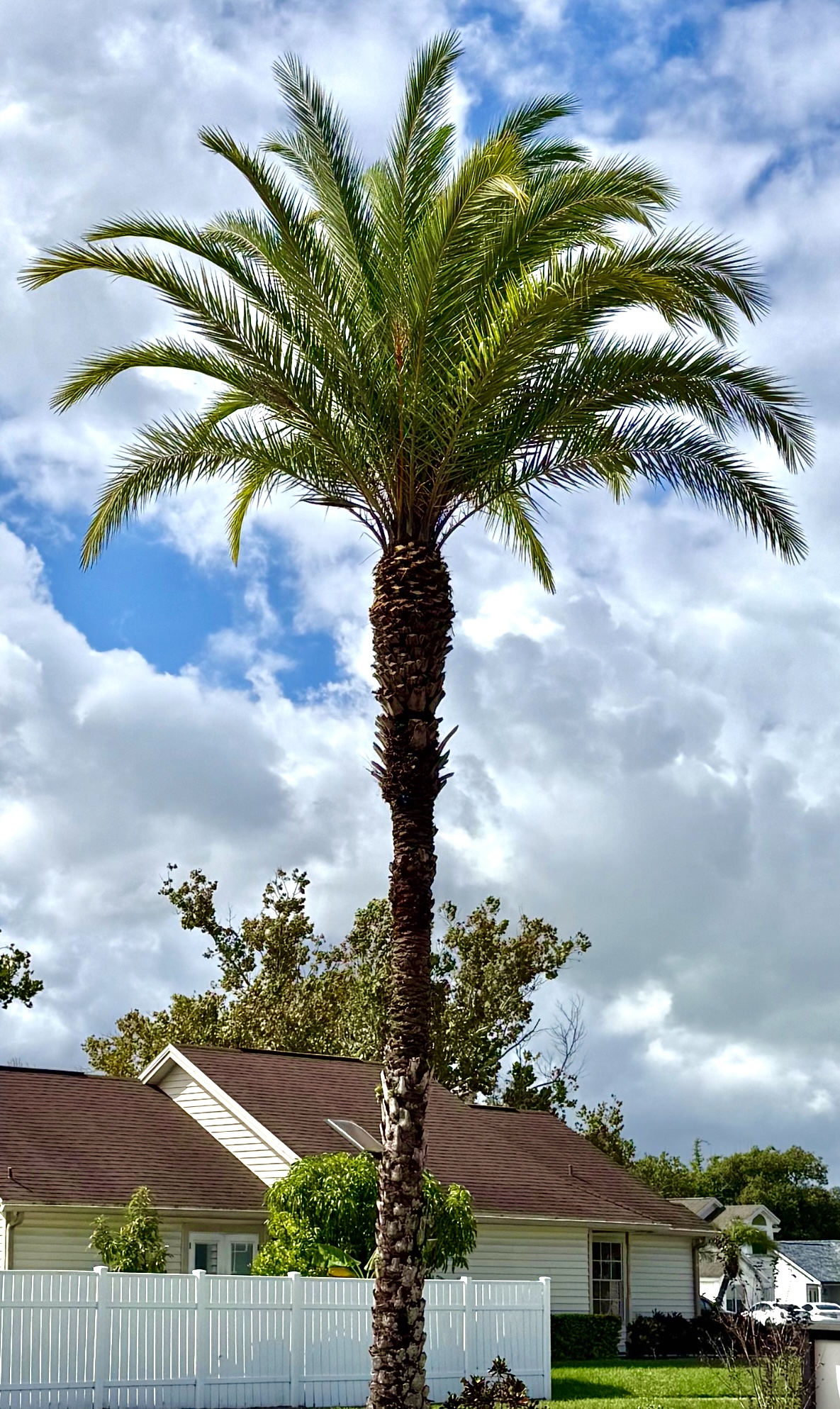 After: Palm tree professionally trimmed with healthy green fronds