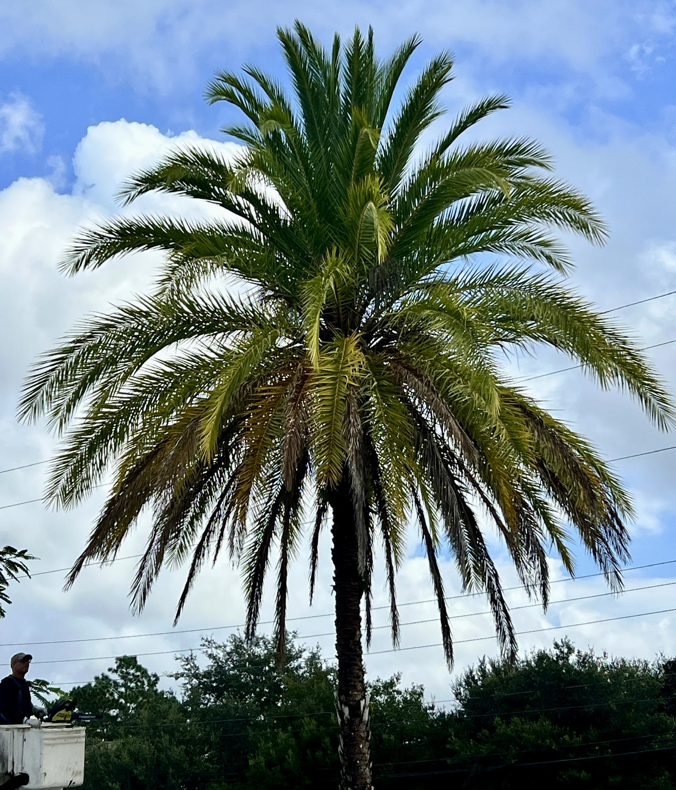 Before: Palm tree with overgrown, dying brown fronds